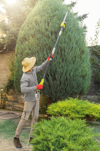 Best Fruit Tree Pruning  in Bethlehem, PA